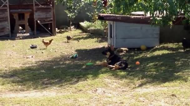 疲惫不堪的狗坐在养鸡场旁守卫着房子 看着村舍的后院 一群小鸡在院子里跑来跑去寻找剩菜 — 图库视频影像