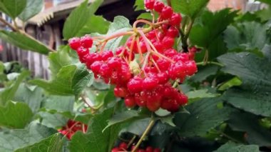 Viburnum köydeki kırsal evin dışında hafif rüzgarda sallanıyor. Çiy, viburnum demetinden yerleşir ve yere düşer ve yapraklar yakın çekim yapar.