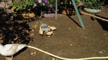 Bir grup öküz pis bir çiftlikte koşuyor. Hayvanlar yerde duran kesik şişeden su içerler. Sarı ördekler güneş ışığında çiçek tarlasının yanında yürürler.