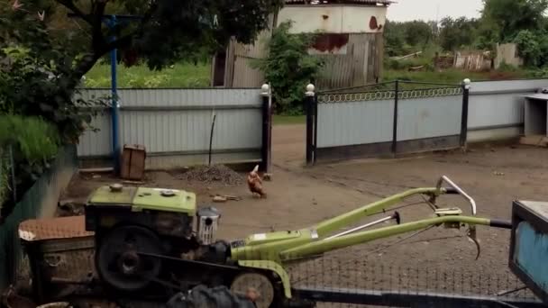 孤独的红母鸡在空荡荡的庭院里啄食着地面 业主存放在农村房屋后院的必要园艺工具 — 图库视频影像
