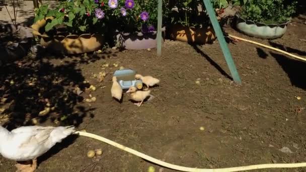 Bunch Goslings Runs Dirty Barnyard Animals Drink Water Cut Bottle — Stock Video