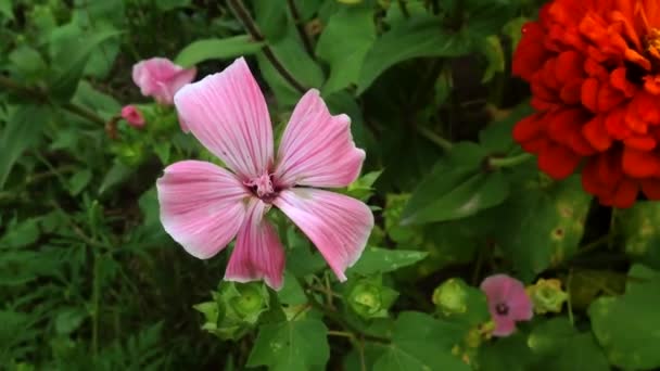 Kmen Pelargoniového Květu Vlnící Lehkým Větrem Proti Záhonu Květin Krásná — Stock video