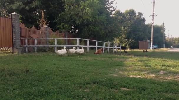 Geese Walk Village Grass Lawn Bunch White Geese Searches Food — Stock Video