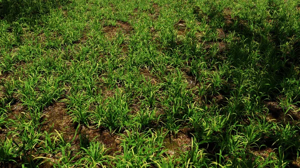 Doğada ve macera sahnesinde reklamcılık ve duvar kâğıdı için 3 boyutlu illüstrasyon arka planı. Dekoratif konseptte 3B canlandırma.