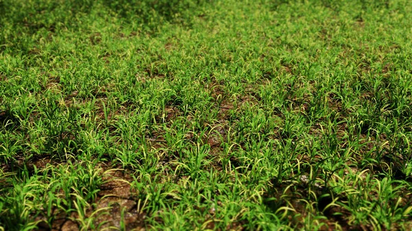 Doğada ve macera sahnesinde reklamcılık ve duvar kâğıdı için 3 boyutlu illüstrasyon arka planı. Dekoratif konseptte 3B canlandırma.