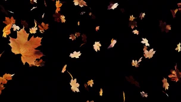 Maple Leaves Falling Alpha Uma Filmagem Cinematográfica Para Filmes Temporada — Vídeo de Stock