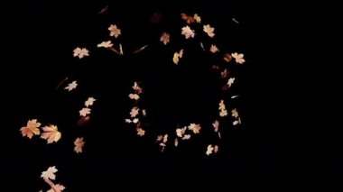 Maple Leaves Falling Alpha, sezonluk filmler ve sonbahar sahnelerinin sinema filmi. Sahne, başlık ve logolar için de iyi bir geçmiş..