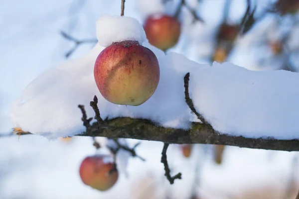 Ağaçta Donmuş Elmalar Elmalar Karla Kaplı Kışın Ağaçta Toplanmamış Meyve — Stok fotoğraf