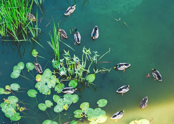 Yaban ördekleri gölet 