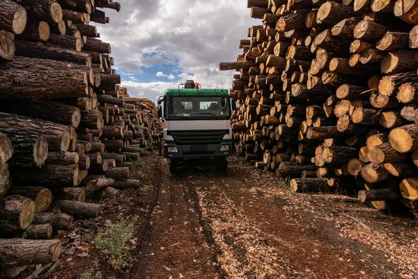 Truck Loading Wood Outdoor Pine Wood Warehouse — Stock Photo, Image