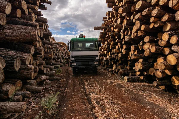 Camion Chargeant Bois Dans Entrepôt Extérieur Bois Pin — Photo