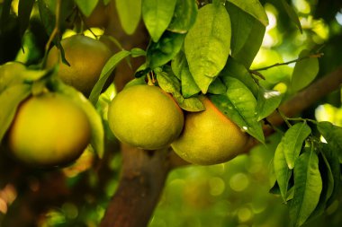 Ağaç dallarında olgunlaşmış greyfurtlar..