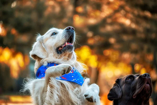 Muzzles Dogs Golden Retriever Chocolate Labrador Background Autumn Park — Stock Photo, Image