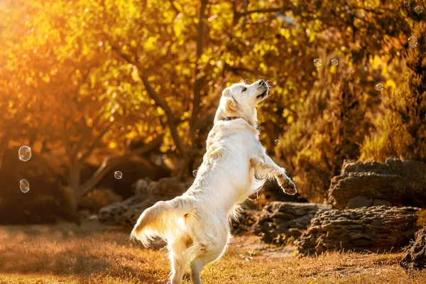 秋日公园里 一只金黄色的小狗在跳跃中捕捉到肥皂泡 — 图库照片