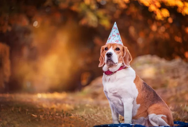 Beagle Dog Paper Cone Clearing Park — Stock Photo, Image