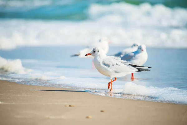 Ptak Morski Mewa Zbliżenie Wodzie Morzu — Zdjęcie stockowe