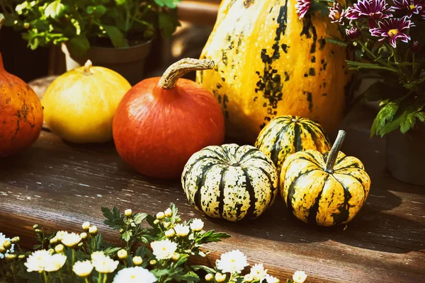 Naturaleza Muerta Otoñal Las Calabazas Las Flores Banco Jardín Estilo —  Fotos de Stock