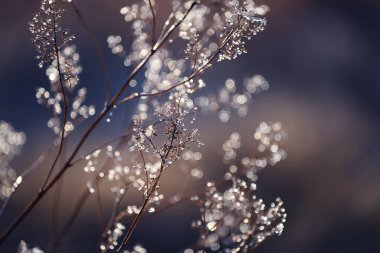 Kuru bir çiçeğin ince dalları damlalar ve güneşte parlayan örümcek ağları. Sanatsal doğal fotoğraf.