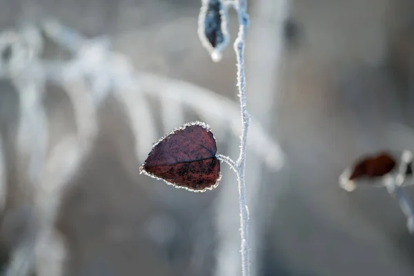 Tmavý Podzimní List Krystalech Mrazu Přirozeném Pozadí — Stock fotografie