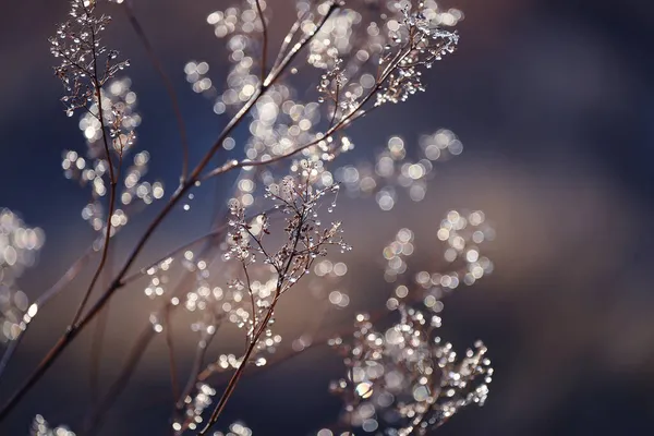 Delicate Branches Dry Flower Drops Cobwebs Sparkling Sun Artistic Natural — Stock Photo, Image