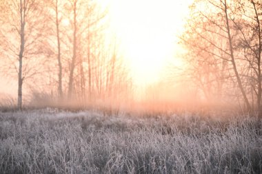 Çimenler sabahın erken saatlerinde beyaz buzla kaplıdır. Sisin içinde güneşin parlaması. Sonbahardan kışa geçiş. Seçici yumuşak odak.
