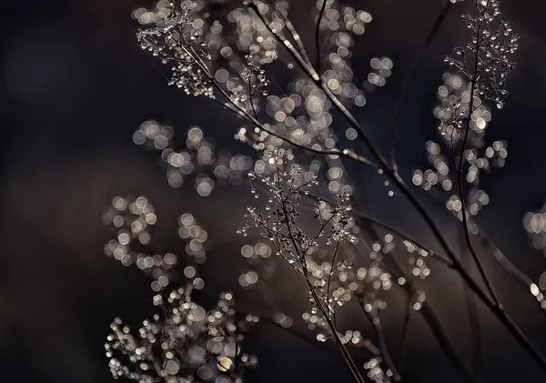 Тонкие Ветви Сухого Цветка Каплях Паутине Сверкающие Солнце Художественное Фото — стоковое фото