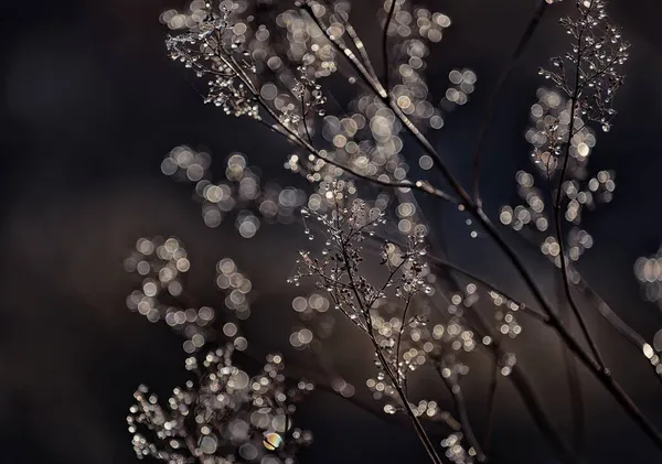 Des Branches Délicates Une Fleur Sèche Gouttes Des Toiles Araignée — Photo