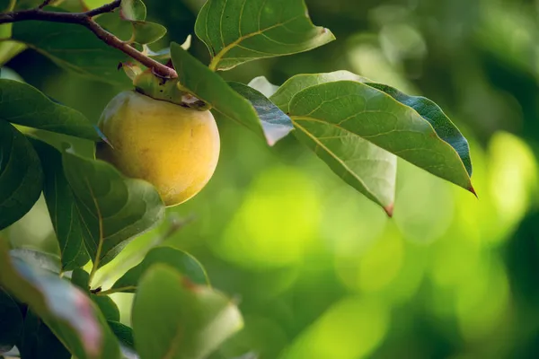 Érlelés Datolyaszilva Gyümölcs Ágak Egy Zöld Kertben — Stock Fotó