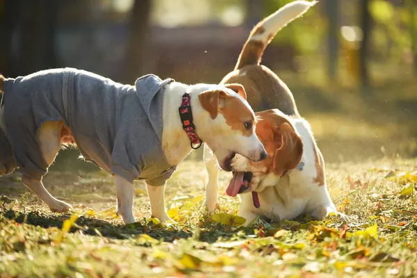 Two Jack Russell Dogs Playing Cheerfully Autumn Park Game Quarrel — Stock Photo, Image