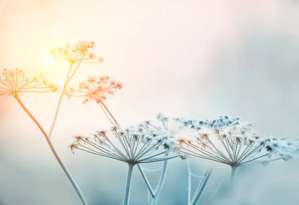 Нежные Открытые Цветы Морозе Нежно Сиреневый Морозный Естественный Зимний Фон — стоковое фото
