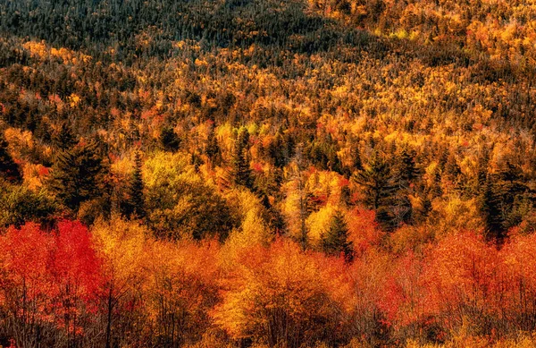 秋の山の中の美しい晴れた日 山の斜面はモトリーの秋の落葉樹林で覆われています アメリカだ メイン州 — ストック写真