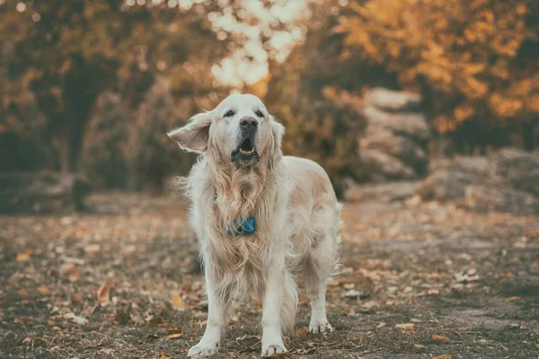 Golden Retriever Cão Parque Outono — Fotografia de Stock