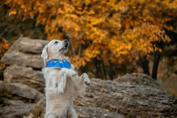 Dog Golden Retriever Stand Its Hind Legs Autumn Park — Stock Photo, Image