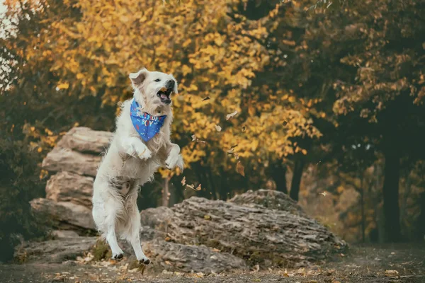 Dog Golden Retriever Skacze Jesiennym Parku Jesiennym Parku — Zdjęcie stockowe