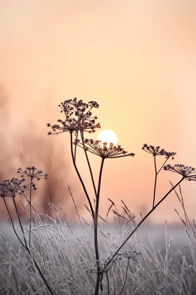 Delicate Openwork Flowers Frost Beautiful Winter Morning Fresh Air Late — Stock Photo, Image