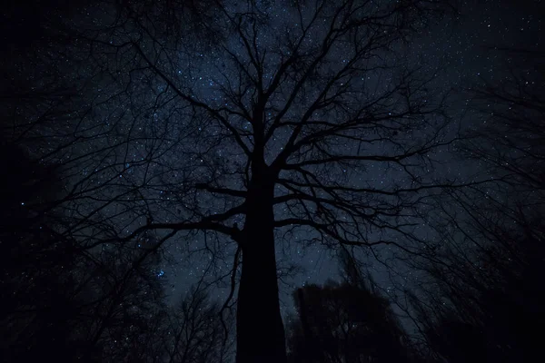 Nachtfoto Die Silhouette Einer Mächtigen Hundertjährigen Eiche Vor Dem Hintergrund — Stockfoto