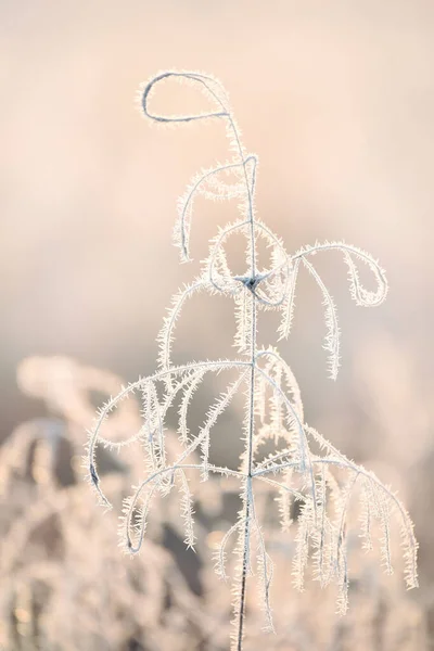 Ντελικάτα Λουλούδια Στον Παγετό Απαλά Λιλά Παγωμένο Φυσικό Χειμερινό Φόντο — Φωτογραφία Αρχείου