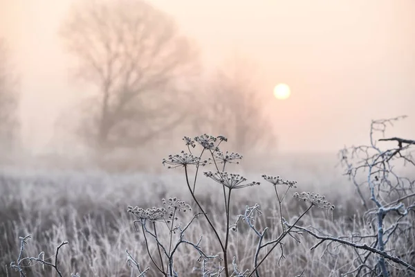 Grass Covered White Frost Early Morning Shining Sun Fog Transition — Stock Photo, Image