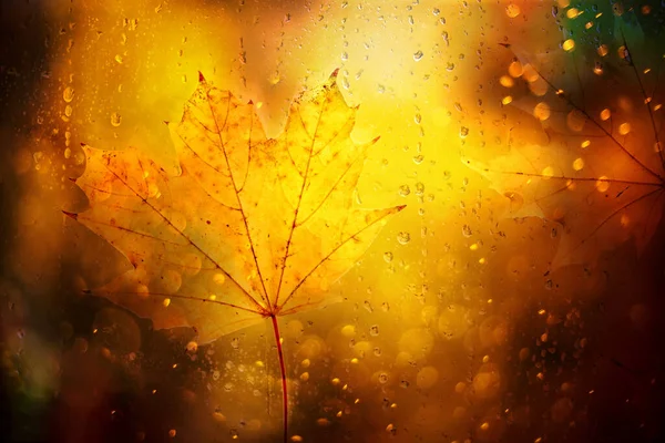 雨で濡れたガラスの上に黄色のカエデの葉 雨の秋の天気 — ストック写真