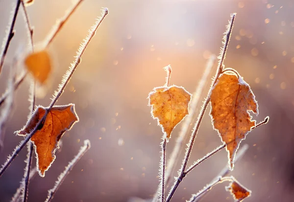 Ветви Кустарника Желтыми Листьями Покрыты Кристаллами Мороза Естественном Фоне Сухой — стоковое фото