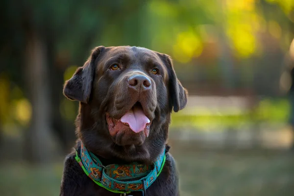 Muzzle Brown Labrador Dog Close Park — Stock Photo, Image