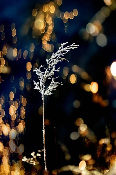 Шип Травы Игристых Инея Черном Фоне Bokeh Морозный Зимний Естественный — стоковое фото