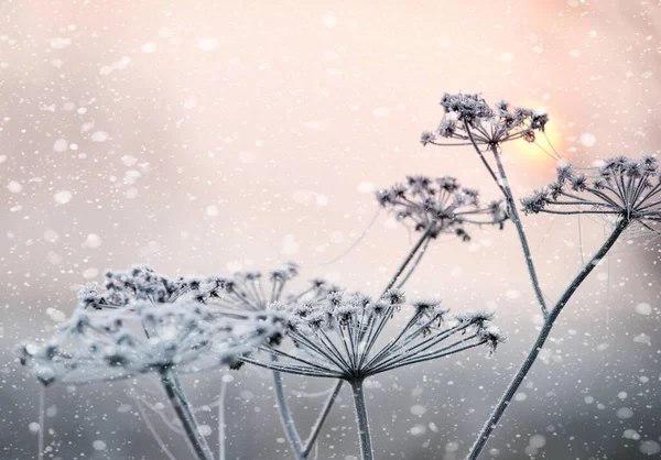 Winterblumen Bei Raureif Und Schnee Bei Schneefall — Stockfoto