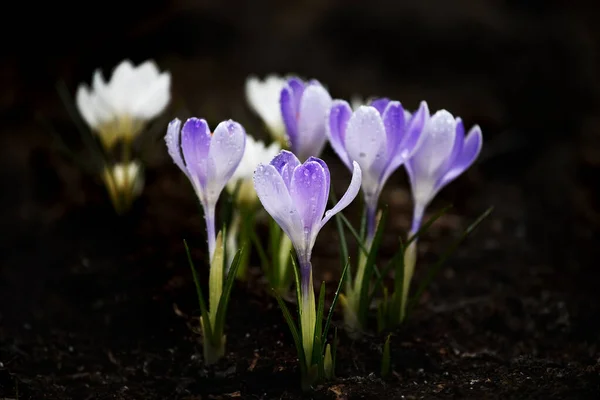 First Spring Flowers Tender Crocuses — Stock Photo, Image