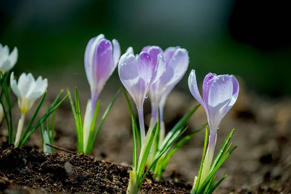 Первые Весенние Цветы Нежные Крокусы — стоковое фото