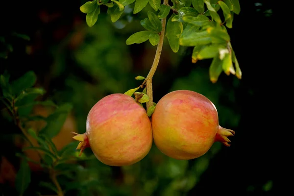 Спелые Гранатовые Плоды Ветвях Зеленом Саду — стоковое фото