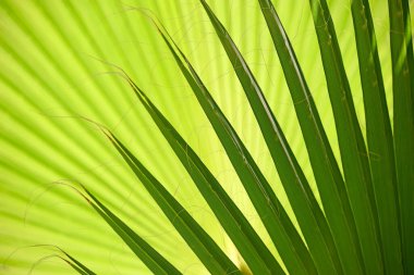 Palmiye yapraklarının doğal yeşil arkaplan dokusu.
