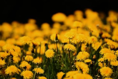 Parlak sarı karahindiba ile açıklık. Tek bir renge odaklan.