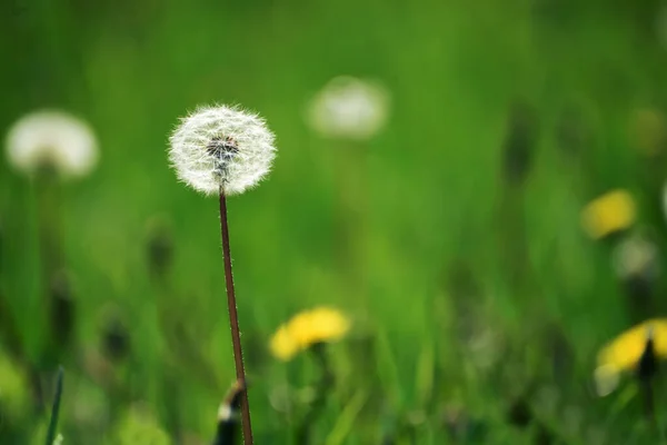 Diente León Blanco Esponjoso Sobre Fondo Verde Natural — Foto de Stock