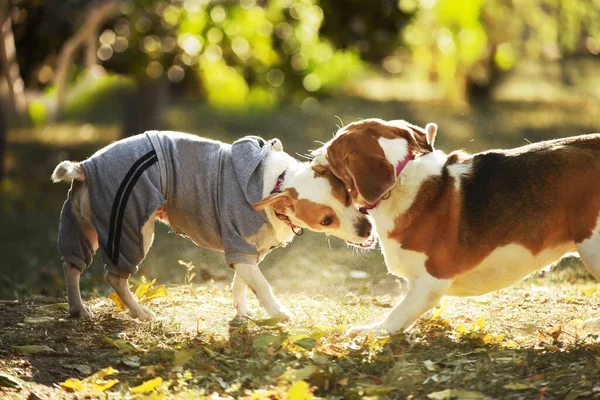 Two Jack Russell Dogs Playing Cheerfully Autumn Park — Stock Photo, Image